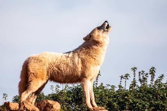 Coyote espíritu animal