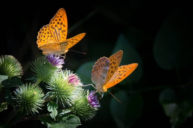 Mariposa marrón y naranja en el mundo espiritual