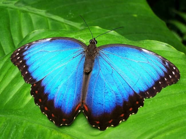 mariposa azul y negra
