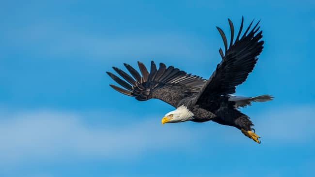 ¿Qué significa cuando ves un águila calva?