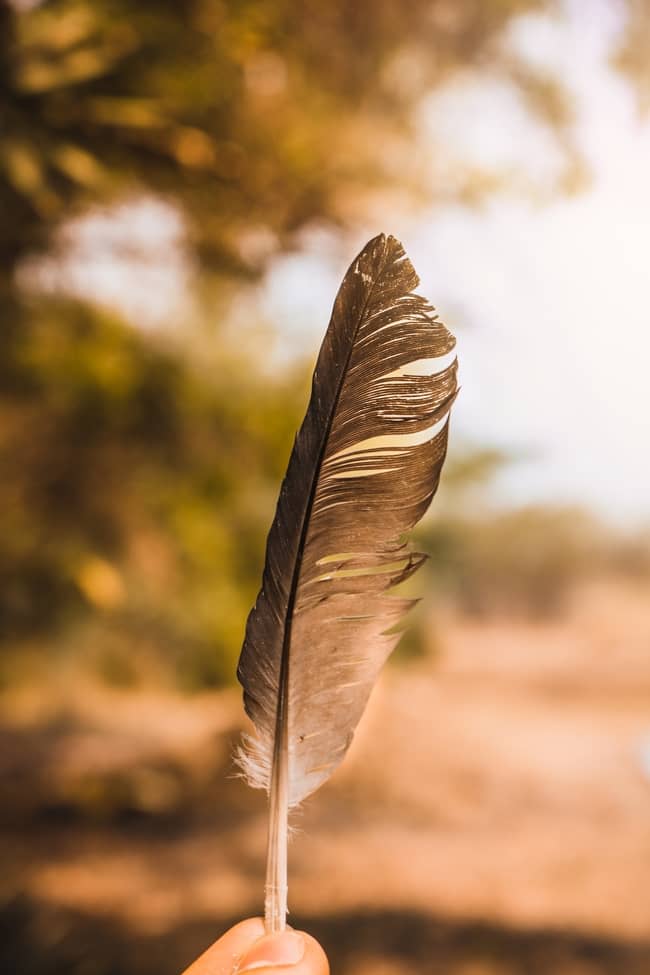 Significado de la pluma de águila para los nativos americanos