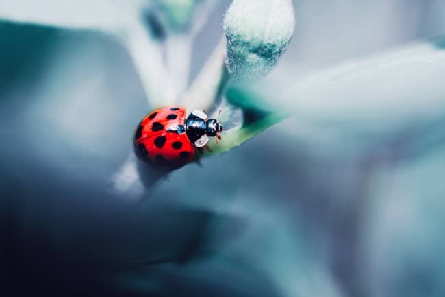Manchas en Ladybug
