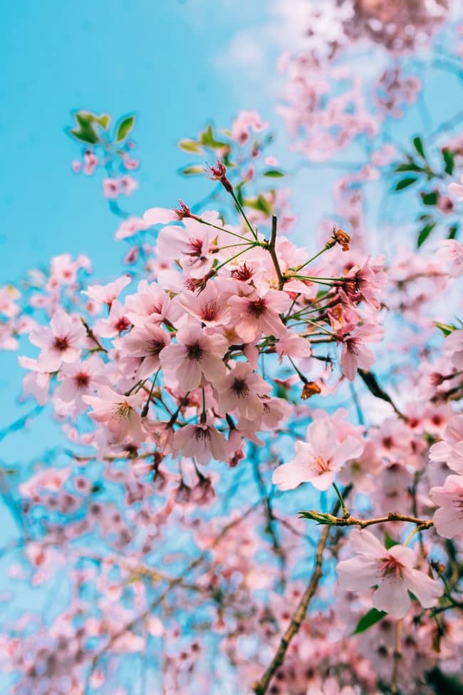 Significado espiritual de la flor de cerezo