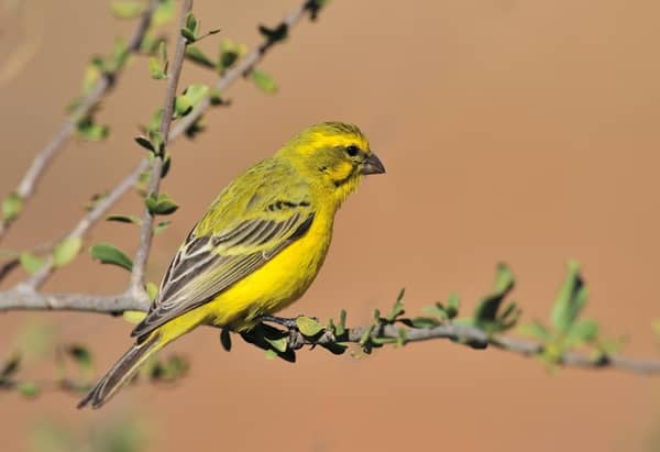 Pájaro amarillo