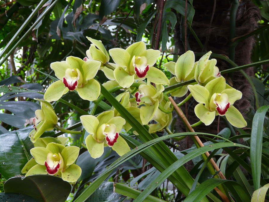 orquídea verde