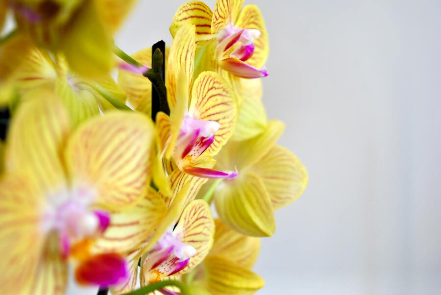 orquídea amarilla