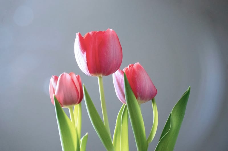 Significado espiritual de los tulipanes rosados