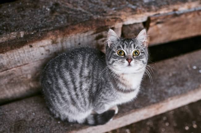 Información y ayuda sobre gatos callejeros perdidos