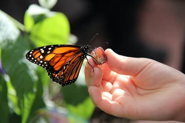 Significado de la mariposa monarca volando a tu alrededor