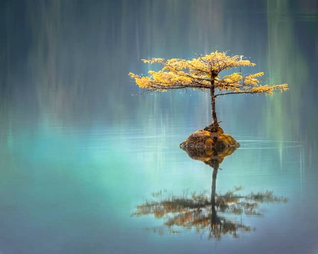 ¿Qué significa el árbol de la vida?