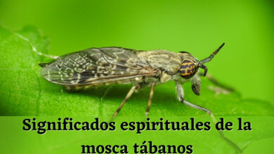 Significados espirituales de la mosca tábanos