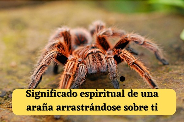 Significado espiritual de una araña arrastrándose sobre ti