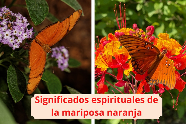 Significados espirituales de la mariposa naranja