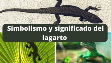 Simbolismo y significado del lagarto