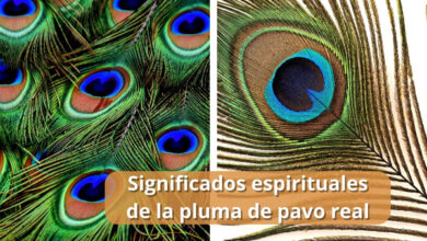 Significados espirituales de la pluma de pavo real