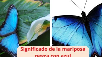 Significado de la mariposa negra con azul