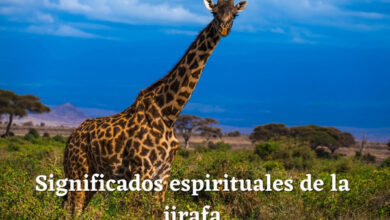 Significados espirituales de la jirafa