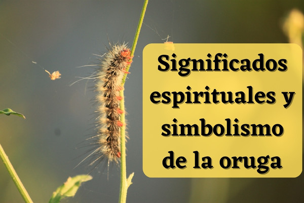 Significados espirituales y simbolismo de la oruga