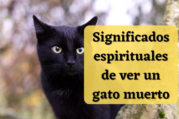 Significados espirituales de ver un gato muerto