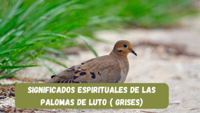 significados espirituales de las palomas de luto ( grises)