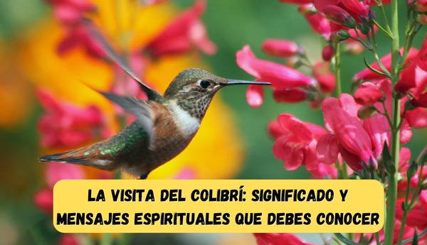 La visita del colibrí: significado y mensajes espirituales que debes conocer