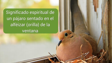 Significado espiritual de un pájaro sentado en el alféizar (orilla) de la ventana