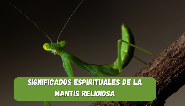 Significados espirituales de la mantis religiosa