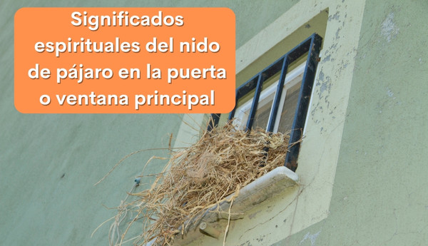 Significados espirituales del nido de pájaro en la puerta o ventana principal