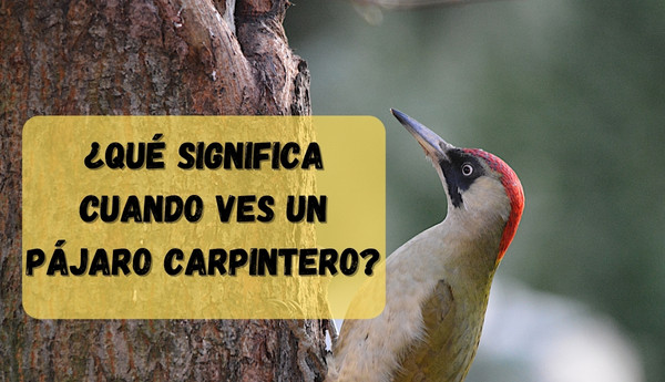 ¿Qué significa cuando ves un pájaro carpintero?