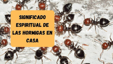 Significado espiritual de las hormigas en casa