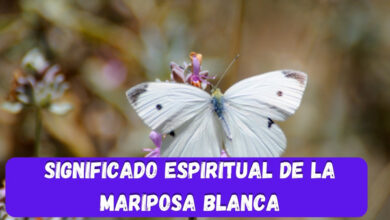 Significado espiritual cuando ves una mariposa blanca