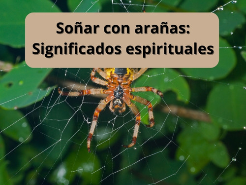 Soñar con arañas: Significados espirituales