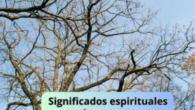 Significados espirituales del Árbol sin hojas