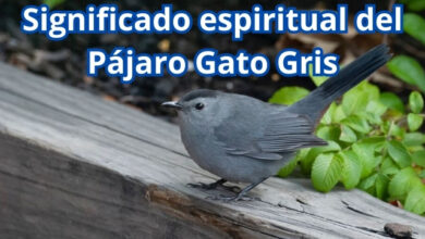 Significado espiritual del Pájaro Gato Gris