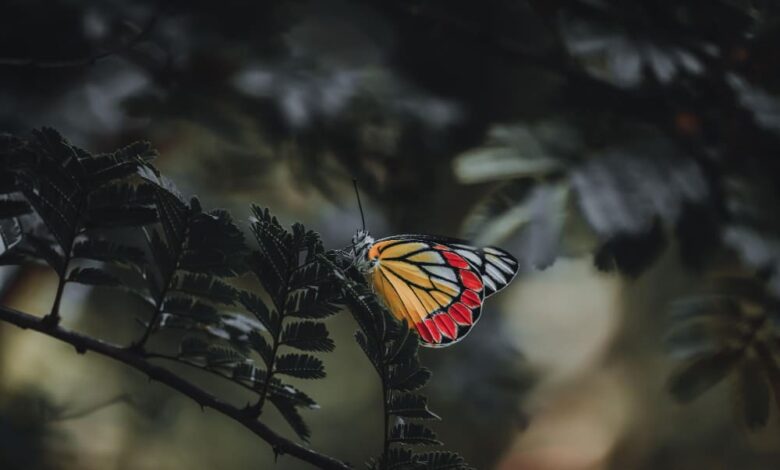 La Mariposa Nocturna: 9 Señales Espirituales Reveladoras